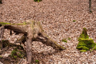 Orman yere kuru yapraklar