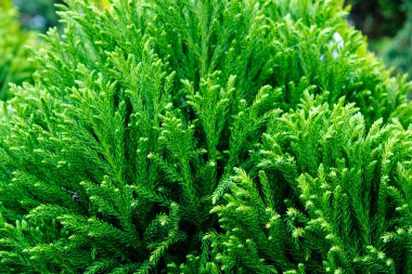 fir branches in detail