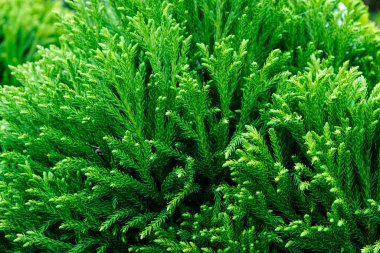 fir branches in detail