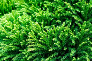 fir branches in detail