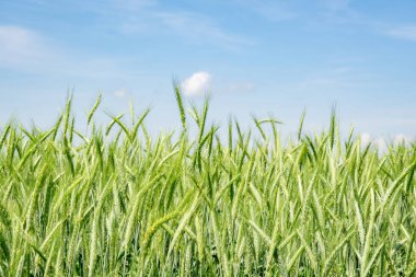 green barley field in early summer