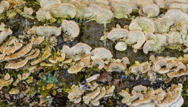 lichens and fungi on the bark of trees
