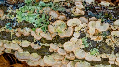 lichens and fungi on the bark of trees
