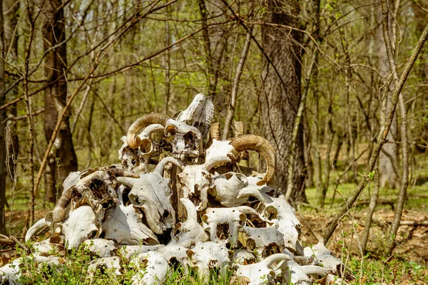 Bunch Animal Skulls Woods — 图库照片