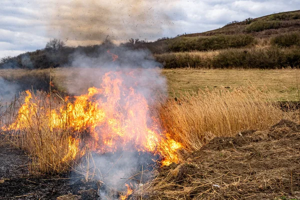 Huge Flame Fire Burns Nature Dry Steppe Grass Burns Large — ストック写真