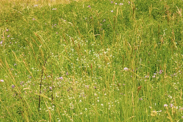 Beautiful Colorful Meadow Wild Flowers — Foto de Stock