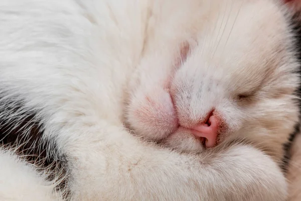 Closeup of face of Sleeping white cat