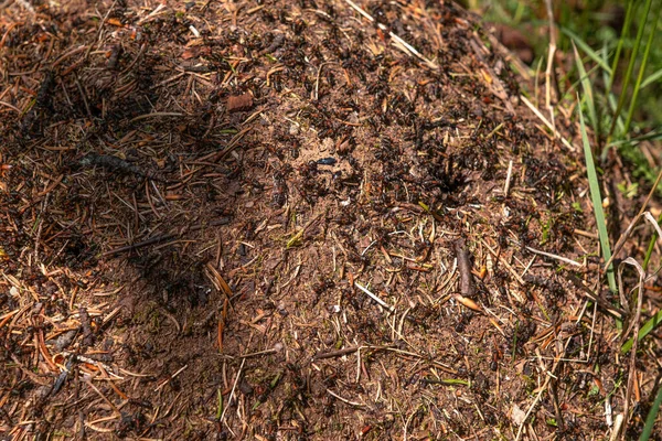 Closeup View Top Anthill Pine Needles Branches Colony Ants Spring — Stockfoto