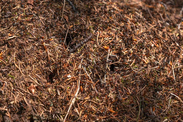 Closeup View Top Anthill Pine Needles Branches Colony Ants Spring — Photo