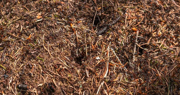 Closeup View Top Anthill Pine Needles Branches Colony Ants Spring — Photo