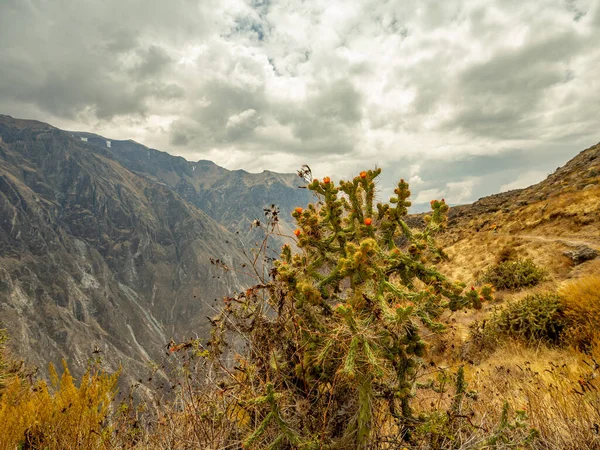 Cruz Del Condor Colca Canyon Peru — Stockfoto