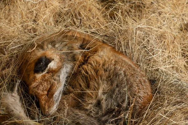 Dead Fox Hay — Photo
