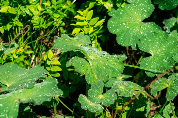 Dewdrops Leaves Mountains — Stockfoto