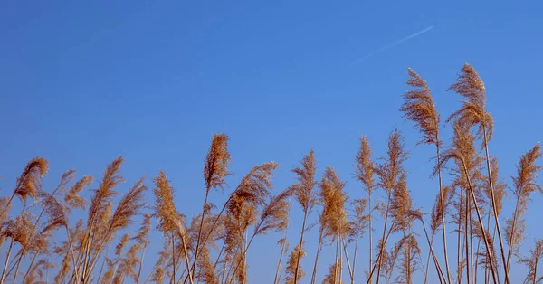 Dried Rush Wind Blue Sky — Fotografia de Stock