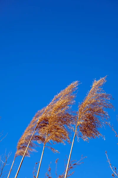 Dried Rush Wind Blue Sky — Stok fotoğraf