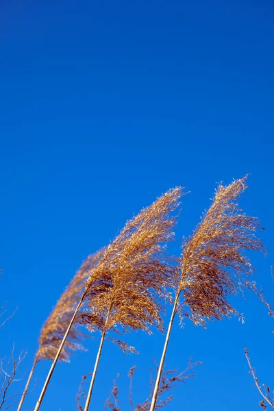 Dried Rush Wind Blue Sky — Stock Fotó