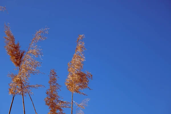 Dried Rush Wind Blue Sky — Stock Fotó