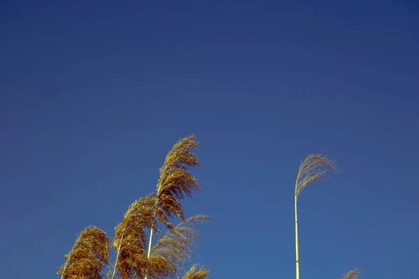 Dried Rush Wind Blue Sky — Zdjęcie stockowe
