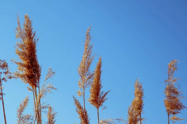 Dried Rush Wind Blue Sky — Fotografia de Stock