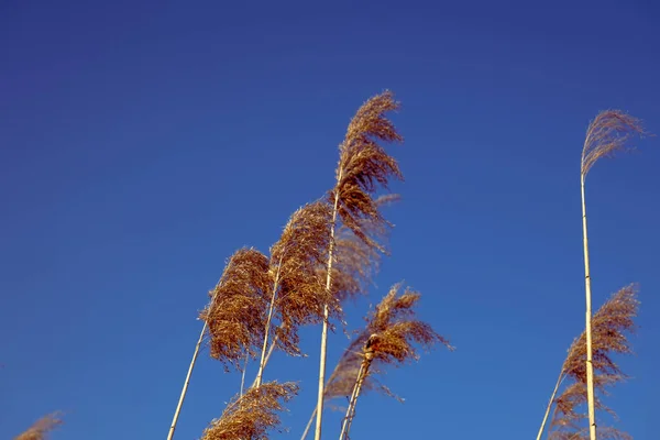 Dried Rush Wind Blue Sky — Stock Photo, Image