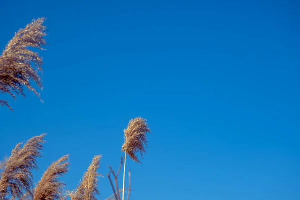 Dried Rush Wind Blue Sky — Foto de Stock