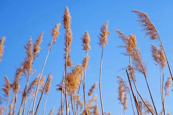 Dried Rush Wind Blue Sky — Foto de Stock