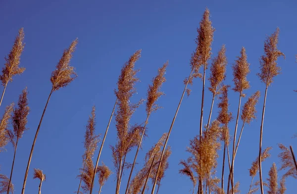 Dried Rush Wind Blue Sky — Fotografia de Stock