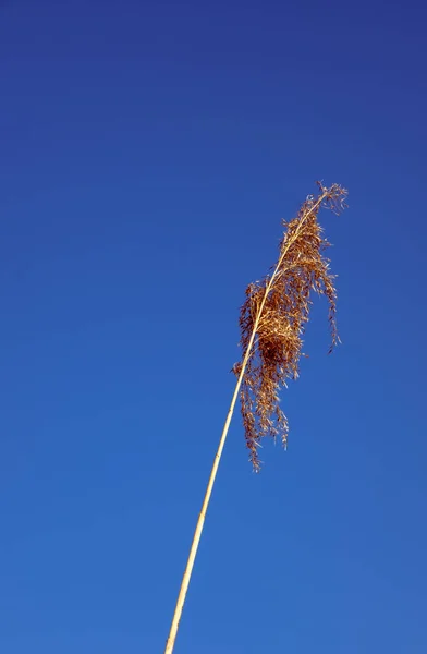 Dried Rush Wind Blue Sky —  Fotos de Stock