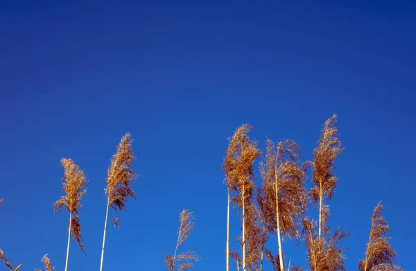 Dried Rush Wind Blue Sky — Foto Stock