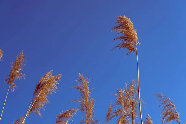 Dried Rush Wind Blue Sky — Foto de Stock