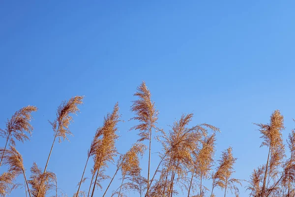 Dried Rush Wind Blue Sky — Photo
