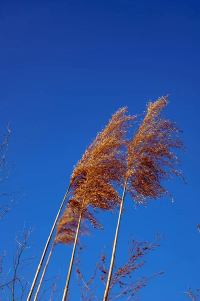 Dried Rush Wind Blue Sky — Fotografia de Stock