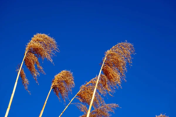 Dried Rush Wind Blue Sky — Stockfoto