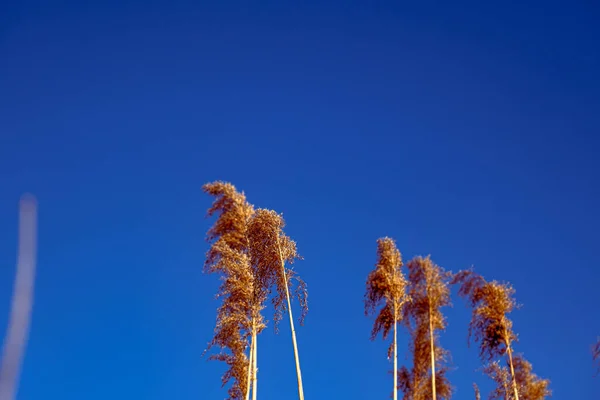 Dried Rush Wind Blue Sky — Foto Stock