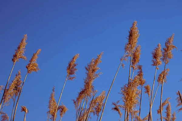 Dried Rush Wind Blue Sky — Foto Stock