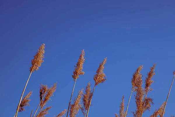 Dried Rush Wind Blue Sky — Stok fotoğraf