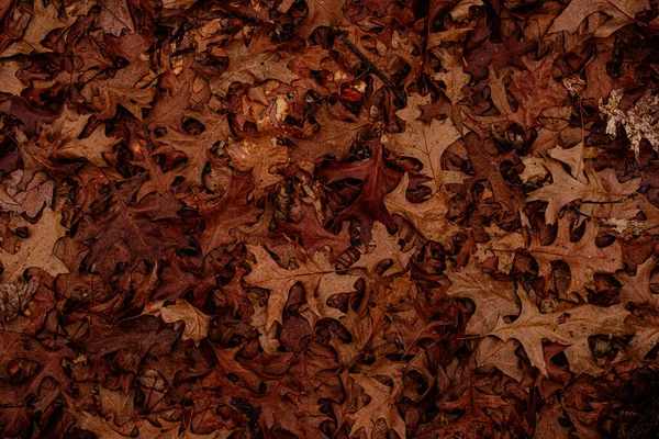 Dry Leaves Ground Forest Top View — Stock Photo, Image