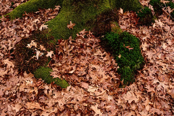 Folhas Secas Chão Floresta Vista Superior — Fotografia de Stock