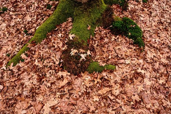 Ξηρά Φύλλα Στο Έδαφος Στο Δάσος Top View — Φωτογραφία Αρχείου