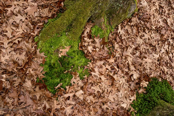 Suchymi Liśćmi Ziemi Lesie — Zdjęcie stockowe