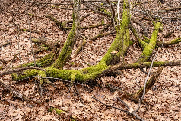 Orman Yere Kuru Yapraklar — Stok fotoğraf