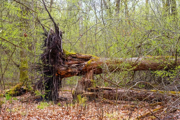 Ormanda Devrilmiş Bir Ağaç — Stok fotoğraf