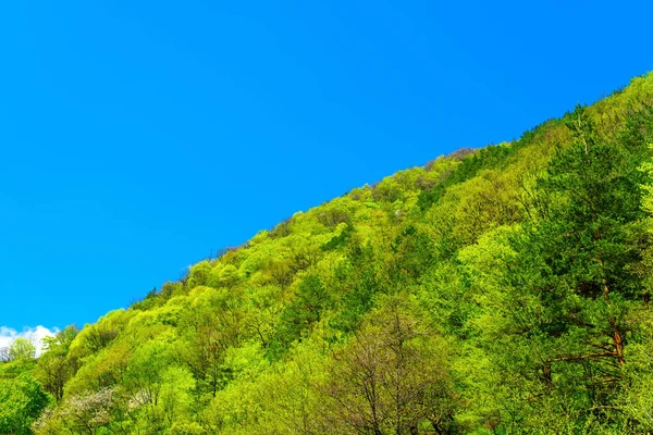 Green Hill Clear Blue Sky — Zdjęcie stockowe