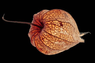 Physalis akekengi franchetii or Chinese lantern on black background