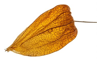 Physalis akekengi franchetii or Chinese lantern on white background