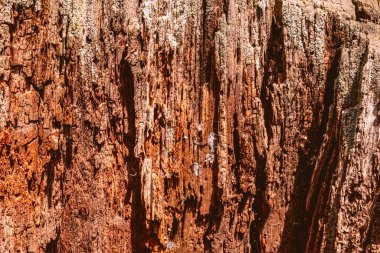 rotten wood in the forest