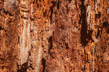 rotten wood in the forest