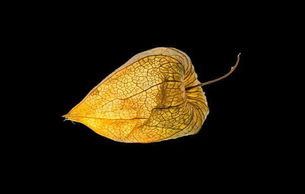 Macro Closeup Physalis Akekengi Franchetii Chinese Lantern — 스톡 사진