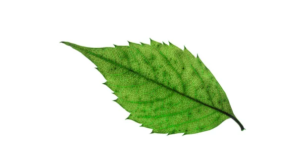 Macro Green Dryed Leaf Vine — Zdjęcie stockowe