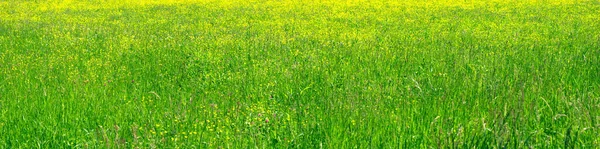 Panorama Lush Spring Field — Foto de Stock